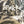ASHFALL CAP